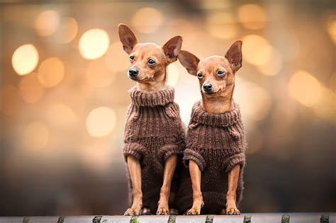 Dogs Chihuahua Bokeh Dog Pet Hd Wallpaper Peakpx