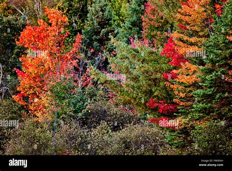 Algonquin Park Muskoka Ontario Fall Autumn Colors Stock Photo Alamy