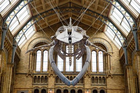 The Whale Skeleton in Natural History Museum, London Editorial ...