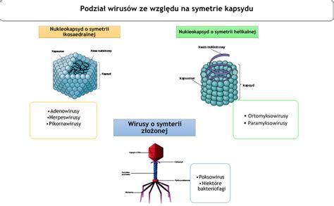 Co To Jest Wirus Biofizyczny Pl