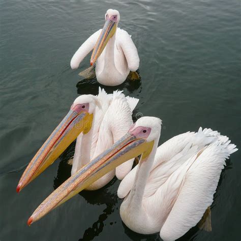 Grandes Pelícanos Blancos Welvis Bay Namibia Foto de archivo Imagen