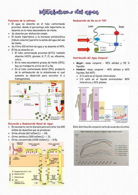 Metabolismo Del Agua Alisson1108 UDocz