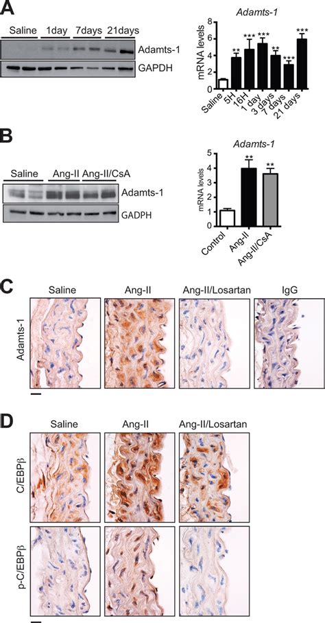 Ang Ii Induces Adamts Expression And C Ebp Activation In The Murine