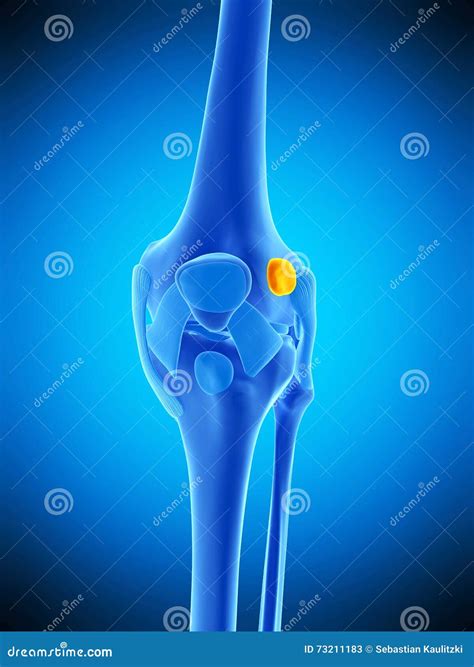 The Deep Infrapatellar Bursa Stock Illustration Illustration Of Deep