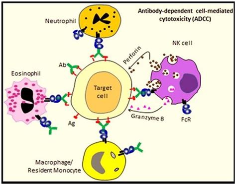 12. Showing mechanism of ADCC of different cells. | Download Scientific ...