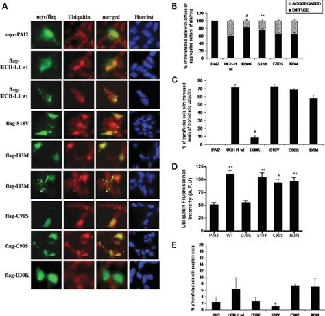 Overexpression Of Uch L Leads To Protein Aggregation But Not