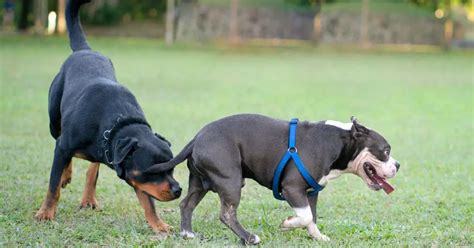 Por que os cachorros cheiram as partes íntimas o motivo por trás disso