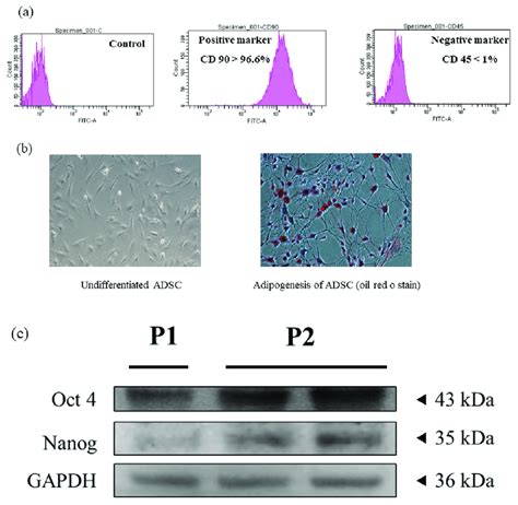 Characterization of adipose-derived stem cells. (a) Surface markers ...