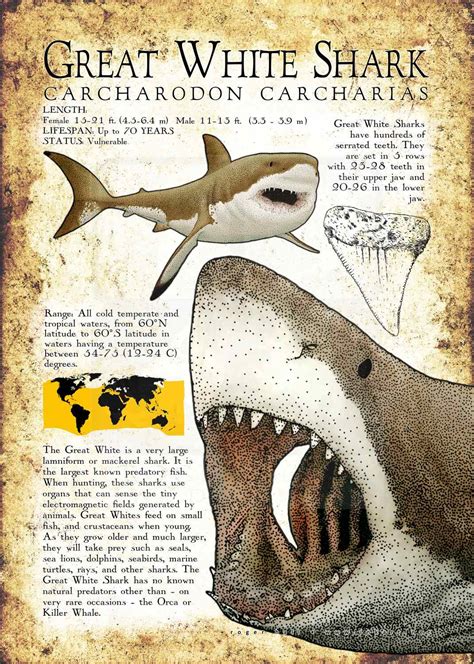 Great White Shark Poster Print / Infographic