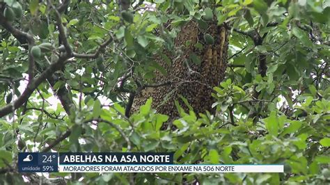 Moradores Foram Atacados Por Abelhas Na 506 Norte Df2 G1