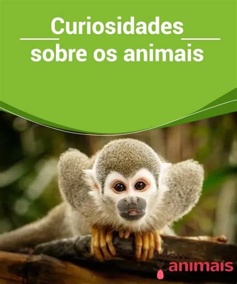 Curiosidades Sobre Animais