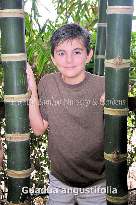 Guadua Bamboo Guadua Angustifolia CLUMPING - Etsy