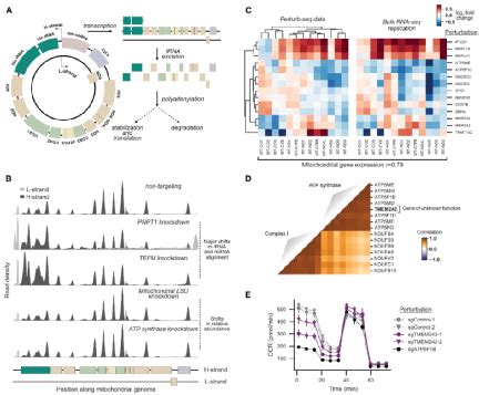 Cell Perturb Seq Seq Cn