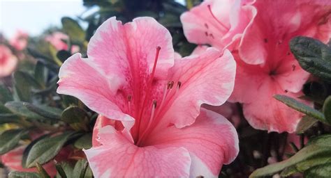 How And When To Fertilize Encore Azaleas In 2020 Fertilizer For