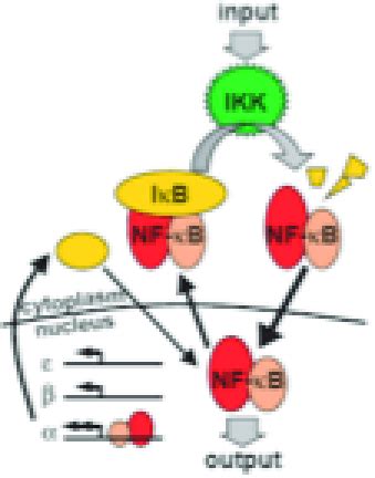 IκB NF κB signal pathway module Download Scientific Diagram