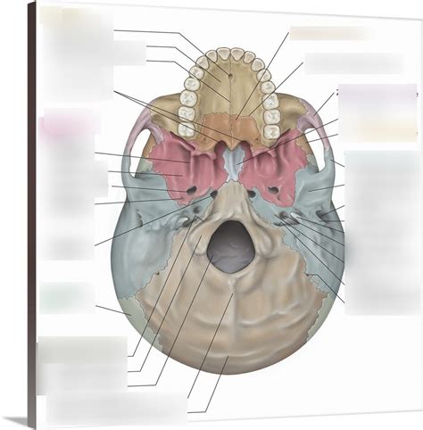 Anatomy Skull Inferior View Diagram Quizlet