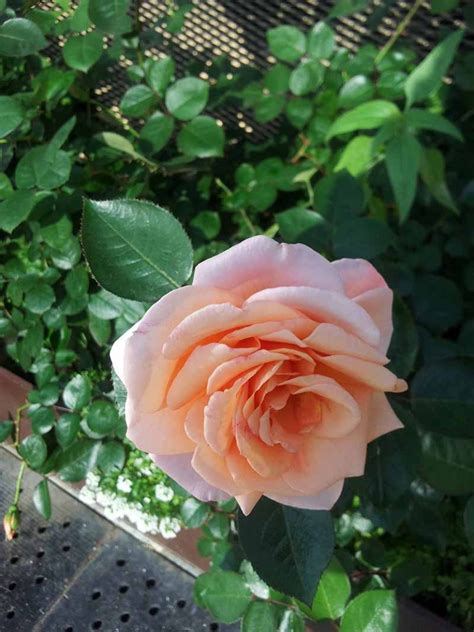 Growing Your Own Rose Bush A Step By Step Guide To Taking Cuttings