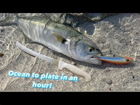 How To Catch And Cook A Fish In An Hour Youtube