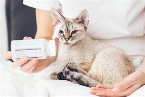 Pankreatitis Bei Katzen Ursachen Symptome Und Behandlung Blog