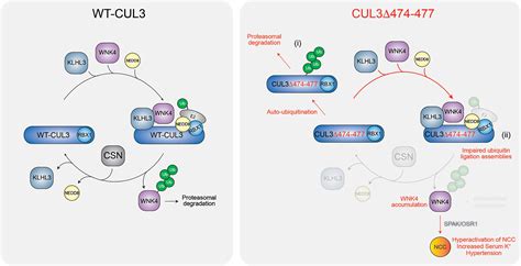 Novel Cul Variant Causing Familial Hyperkalemic Hypertension Impairs