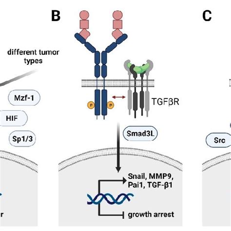 Role Of Tam Receptor In The Tumor Microenvironment Of Hcc A Immune