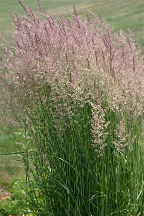 Pink Muhly Grass Very Pretty Drought Tolerant Ornamental Grass