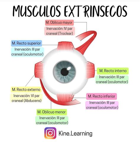 M Sculos Extr Nsecos Del Ojo Anatom A Del Ojo Anatomia Y Fisiologia