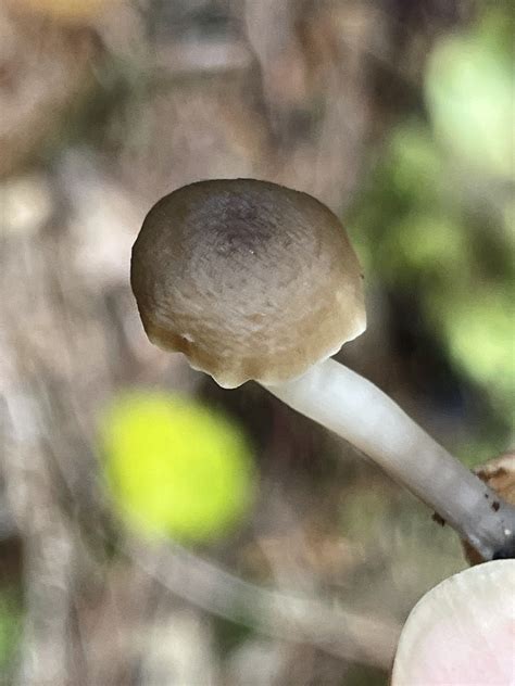 Common Gilled Mushrooms And Allies From I W North Bend Wa Us On