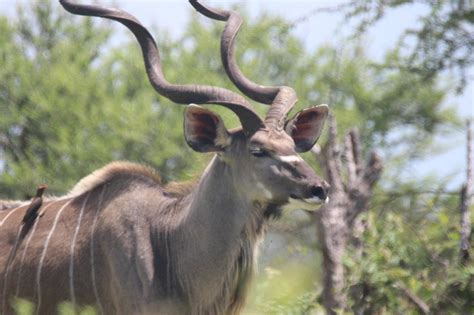 Kudu Animal Wildlife Free Photo On Pixabay Pixabay