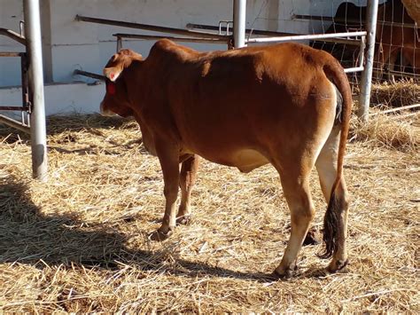 The Business of Fattening Cattle