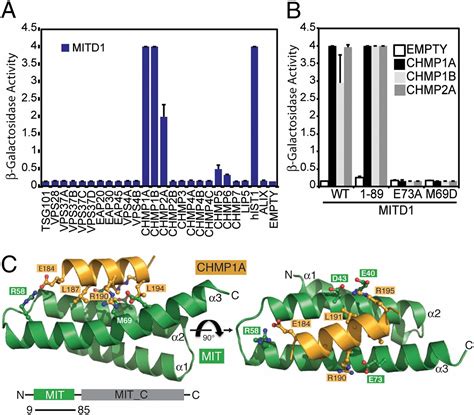 Escrt Iii Binding Protein Mitd Is Involved In Cytokinesis And Has An