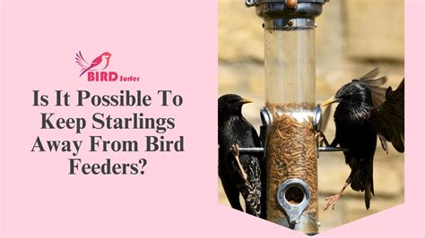 How To Discourage Starlings From Bird Feeders Easy Step