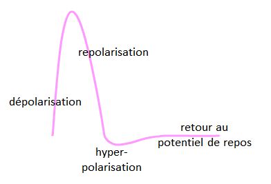 Potentiel D Action