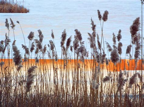 Autumn Cattails Eel River Plymouth Ma Photograph By Carol Corsaro