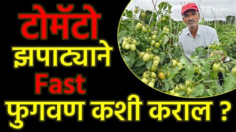 टोमॅटो झपाट्याने Fast फुगवण कशी कराल ।doctorkisanटोमॅटोलागवडtomatofarmingslurry