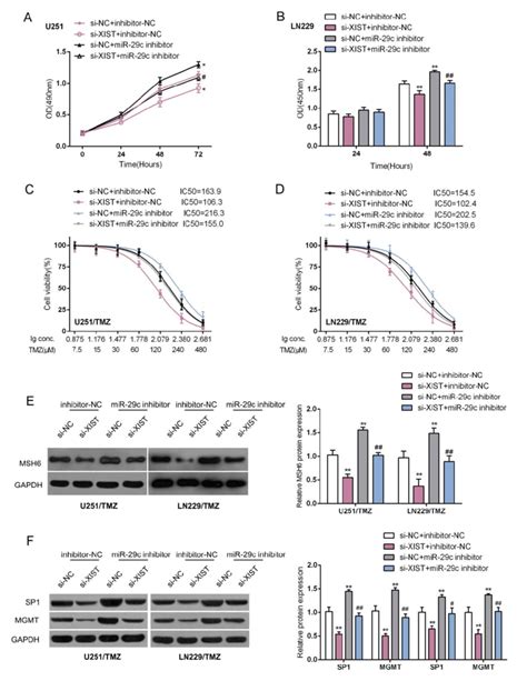 Xist Mir 29c Axis Regulated Glioma Cell Chemoresistance To Tmz Through