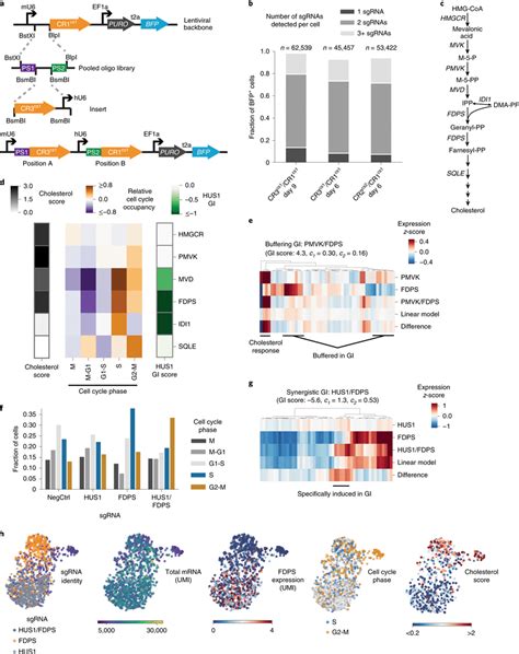 Direct Capture Perturb Seq And Pooled Dual Guide Cloning Allows