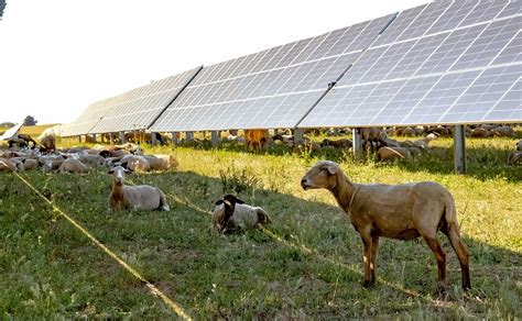 Solar Grazing What It Is And Its Advantages Solar Energy