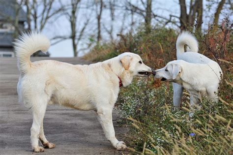 Turkish Akbash Puppies Wallpaper image | Free HD Wallpaper