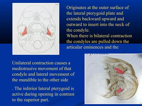 Temporomandibular Joint Development And Anatomy Ppt