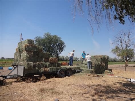 Everstuff Ranch Firewood And Hay Pullet Eggs