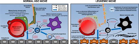 Overview Of The Main Components Of The Hsc Niche And Their Alterations