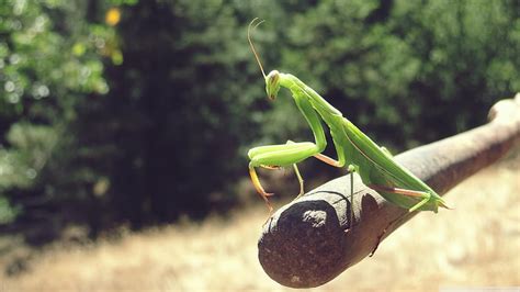 Praying Mantis For Ultra TV HD Wallpaper Pxfuel