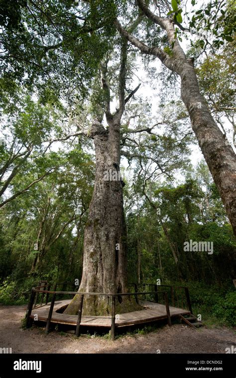 Woodville Big Tree Outeniqua Yellowwood Is Over 800 Years Old