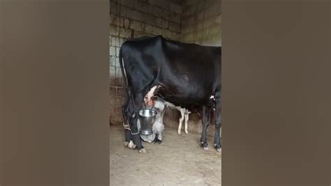 Cow Milking By Hand 🐄🐮viral 2023 Pakistan Youtubeshorts Ytshort