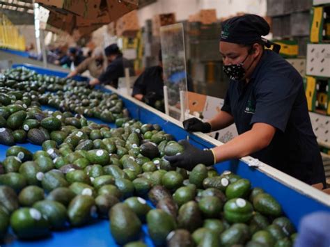 Exportaciones De Aguacate Mexicano Alcanzar N Un Nivel Del Estima