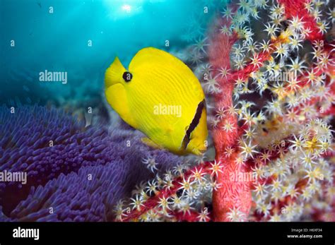 Montage Of Yellow Butterflyfish And Soft Coral Indo Pacific Stock