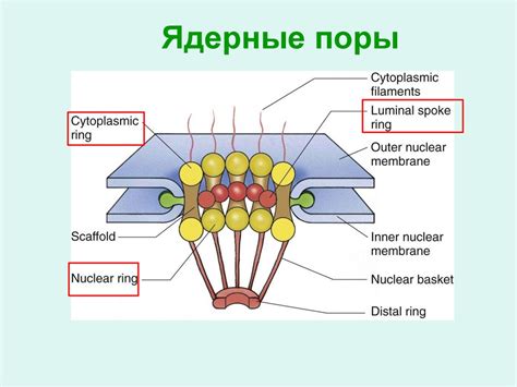 Ядро, строение и функции - online presentation