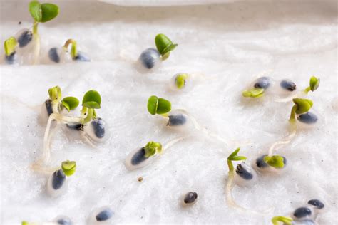 C Mo Germinar Albahaca Huerto En Casa