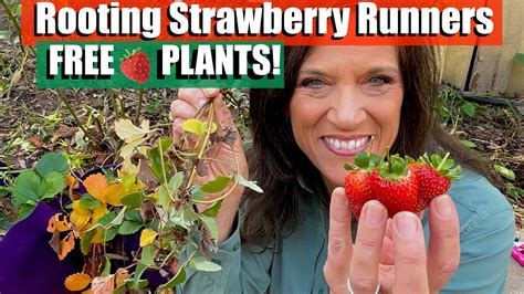 How To Propagateroot Strawberry Runners For Free Plants 🍓 Youtube